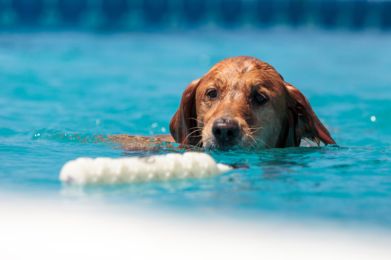 Dog Swimming