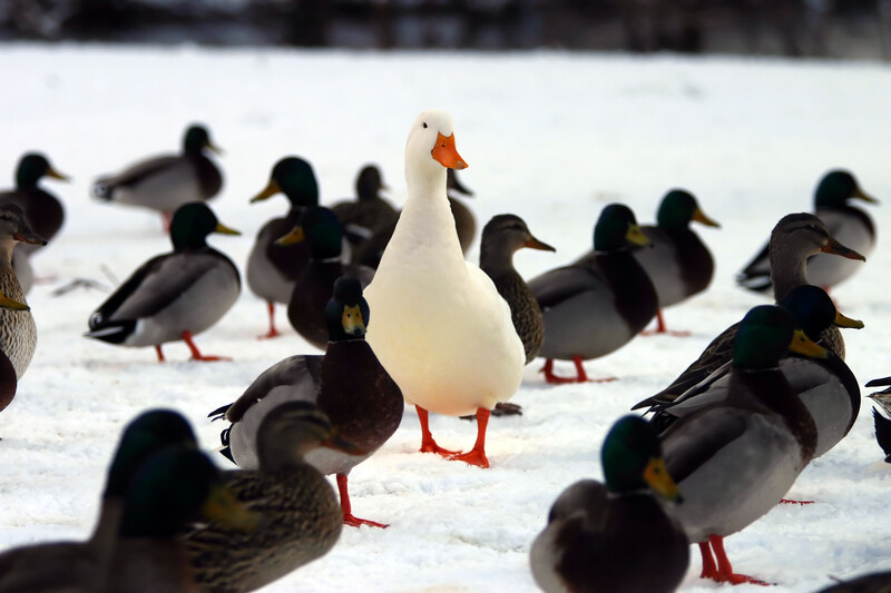 White duck amidst black ducks